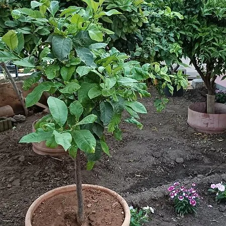Lumera Semesterbostad